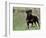 Rottweiler Dog in Woodland, USA-Lynn M. Stone-Framed Premium Photographic Print