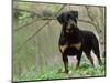 Rottweiler Dog in Woodland, USA-Lynn M. Stone-Mounted Premium Photographic Print