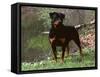 Rottweiler Dog in Woodland, USA-Lynn M. Stone-Framed Stretched Canvas