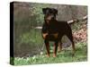 Rottweiler Dog in Woodland, USA-Lynn M. Stone-Stretched Canvas