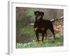 Rottweiler Dog in Woodland, USA-Lynn M. Stone-Framed Photographic Print