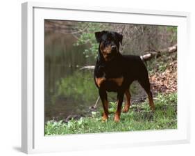 Rottweiler Dog in Woodland, USA-Lynn M. Stone-Framed Photographic Print