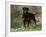 Rottweiler Dog in Woodland, USA-Lynn M. Stone-Framed Photographic Print