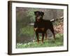 Rottweiler Dog in Woodland, USA-Lynn M. Stone-Framed Photographic Print