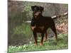 Rottweiler Dog in Woodland, USA-Lynn M. Stone-Mounted Photographic Print