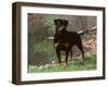 Rottweiler Dog in Woodland, USA-Lynn M. Stone-Framed Photographic Print