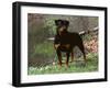 Rottweiler Dog in Woodland, USA-Lynn M. Stone-Framed Photographic Print