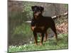 Rottweiler Dog in Woodland, USA-Lynn M. Stone-Mounted Photographic Print