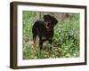 Rottweiler Dog in Woodland, USA-Lynn M. Stone-Framed Photographic Print