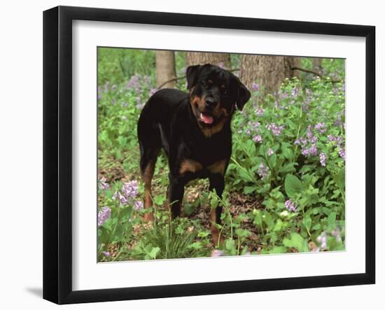 Rottweiler Dog in Woodland, USA-Lynn M. Stone-Framed Photographic Print