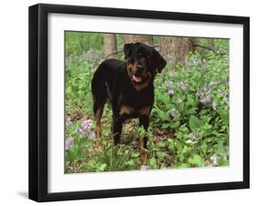 Rottweiler Dog in Woodland, USA-Lynn M. Stone-Framed Photographic Print
