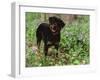 Rottweiler Dog in Woodland, USA-Lynn M. Stone-Framed Photographic Print