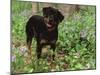 Rottweiler Dog in Woodland, USA-Lynn M. Stone-Mounted Photographic Print
