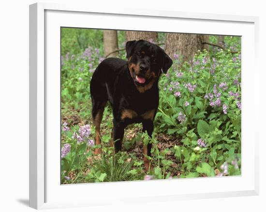 Rottweiler Dog in Woodland, USA-Lynn M. Stone-Framed Photographic Print