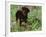 Rottweiler Dog in Woodland, USA-Lynn M. Stone-Framed Photographic Print