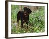 Rottweiler Dog in Woodland, USA-Lynn M. Stone-Framed Photographic Print