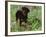 Rottweiler Dog in Woodland, USA-Lynn M. Stone-Framed Photographic Print