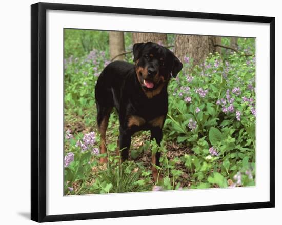 Rottweiler Dog in Woodland, USA-Lynn M. Stone-Framed Photographic Print