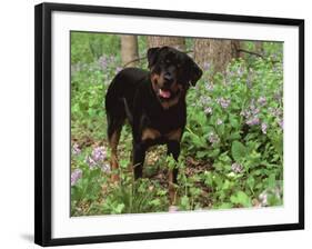 Rottweiler Dog in Woodland, USA-Lynn M. Stone-Framed Photographic Print