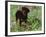 Rottweiler Dog in Woodland, USA-Lynn M. Stone-Framed Photographic Print