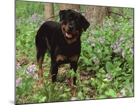 Rottweiler Dog in Woodland, USA-Lynn M. Stone-Mounted Photographic Print