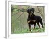 Rottweiler Dog in Woodland, USA-Lynn M. Stone-Framed Photographic Print