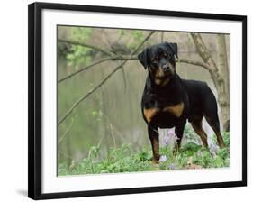 Rottweiler Dog in Woodland, USA-Lynn M. Stone-Framed Photographic Print