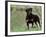 Rottweiler Dog in Woodland, USA-Lynn M. Stone-Framed Photographic Print