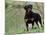 Rottweiler Dog in Woodland, USA-Lynn M. Stone-Mounted Photographic Print