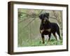 Rottweiler Dog in Woodland, USA-Lynn M. Stone-Framed Photographic Print