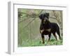 Rottweiler Dog in Woodland, USA-Lynn M. Stone-Framed Photographic Print