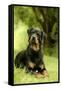 Rottweiler Dog Lying on Grass-null-Framed Stretched Canvas