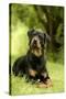 Rottweiler Dog Lying on Grass-null-Stretched Canvas