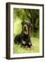 Rottweiler Dog Lying on Grass-null-Framed Photographic Print