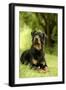 Rottweiler Dog Lying on Grass-null-Framed Photographic Print