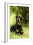 Rottweiler Dog Lying on Grass-null-Framed Photographic Print