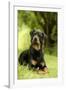 Rottweiler Dog Lying on Grass-null-Framed Photographic Print