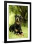 Rottweiler Dog Lying on Grass-null-Framed Photographic Print