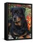 Rottweiler Dog Portrait, Illinois, USA-Lynn M. Stone-Framed Stretched Canvas