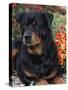 Rottweiler Dog Portrait, Illinois, USA-Lynn M. Stone-Stretched Canvas