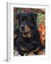 Rottweiler Dog Portrait, Illinois, USA-Lynn M. Stone-Framed Photographic Print