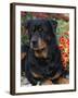 Rottweiler Dog Portrait, Illinois, USA-Lynn M. Stone-Framed Photographic Print