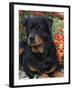 Rottweiler Dog Portrait, Illinois, USA-Lynn M. Stone-Framed Photographic Print