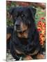 Rottweiler Dog Portrait, Illinois, USA-Lynn M. Stone-Mounted Photographic Print