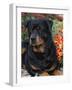 Rottweiler Dog Portrait, Illinois, USA-Lynn M. Stone-Framed Photographic Print