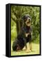 Rottweiler Dog Sitting on Grass-null-Framed Stretched Canvas