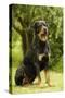 Rottweiler Dog Sitting on Grass-null-Stretched Canvas