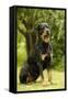 Rottweiler Dog Sitting on Grass-null-Framed Stretched Canvas