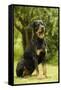 Rottweiler Dog Sitting on Grass-null-Framed Stretched Canvas