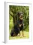 Rottweiler Dog Sitting on Grass-null-Framed Photographic Print